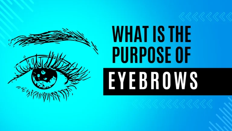 What is the Purpose of our Eyebrows - KHULKBOL